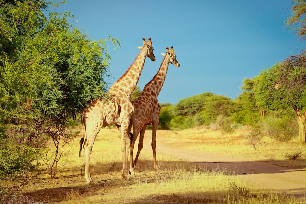 Otjiwa Safari Lodge Otjiwarongo Bagian luar foto